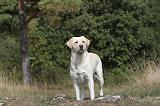 LABRADOR 058